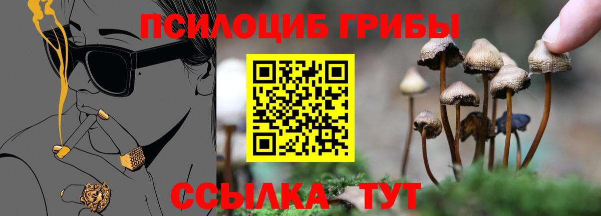 Псилоцибиновые грибы Psilocybe Калуга